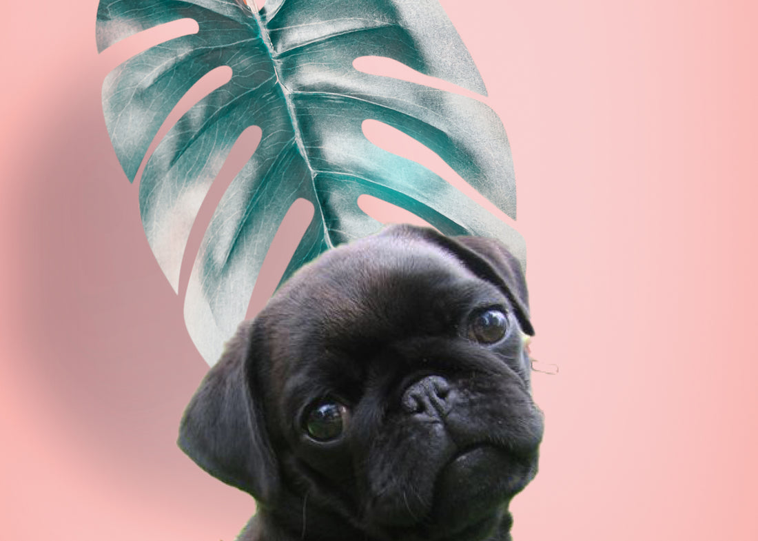Summer Puggin' had me a blast